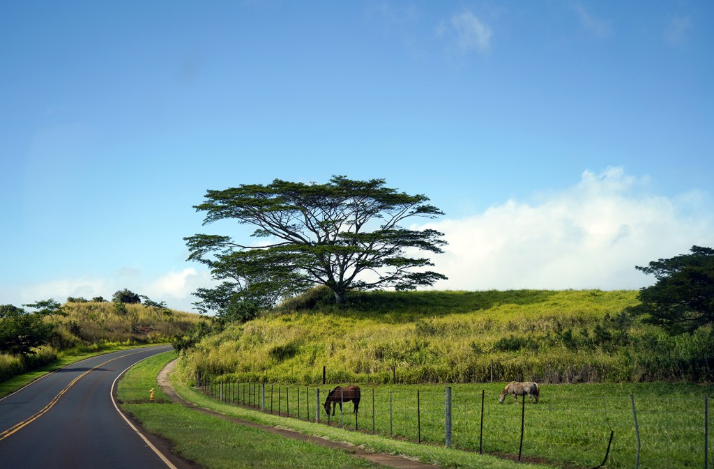 Horses along the roadside - Kauai Things to Do: a Guide to the Garden Isle of Hawaii