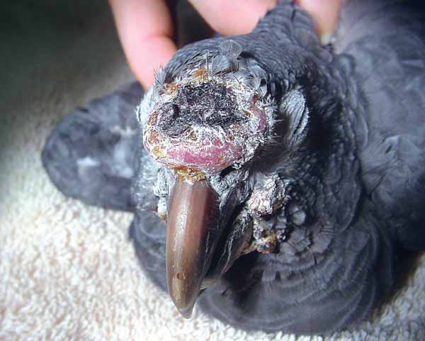 Squamous cell carcinoma of the rhamphotheca, and papillomatosis in an older Timneh grey parrot