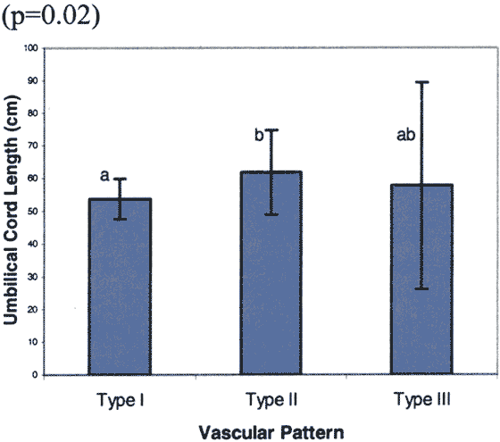 Means ± SD of umbilical cord length within placental vascular pattern types (152 cm; outlier not included).
