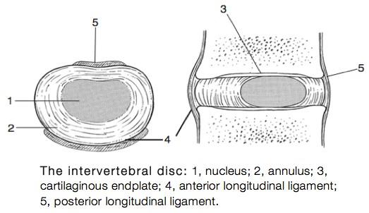 Intervertebral disc - Physiopedia