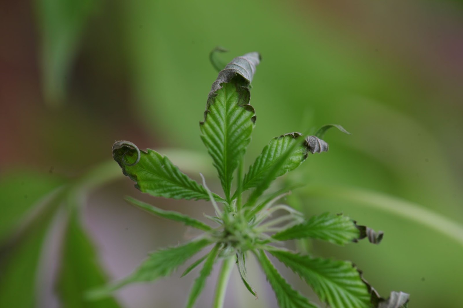 cannabis leaf with crispy tips