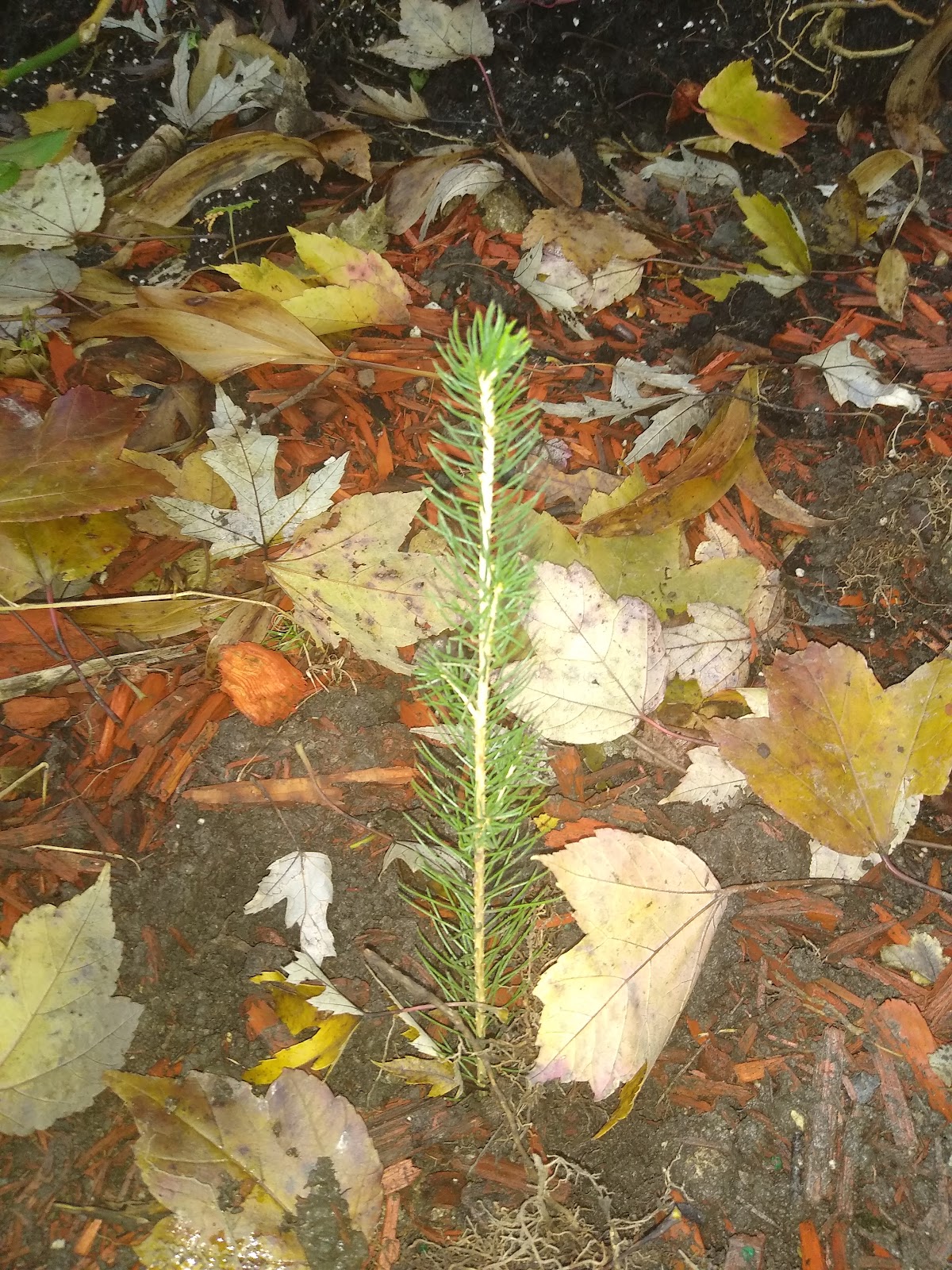 norway spruce tree in the fall