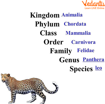 Example of Biological Classification of Phantom