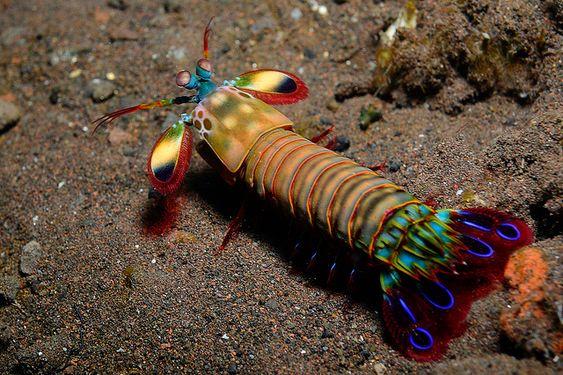 กั้งตั๊กแตน 7 สี (peacock mantis shrimp) สัตว์ตัวจิ๋วแต่หมัดหนักที่สุดในโลก 07
