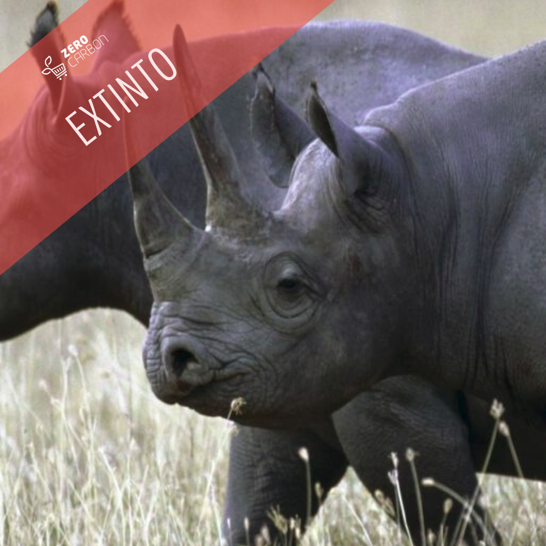 Rinoceronte Negro da África Ocidental