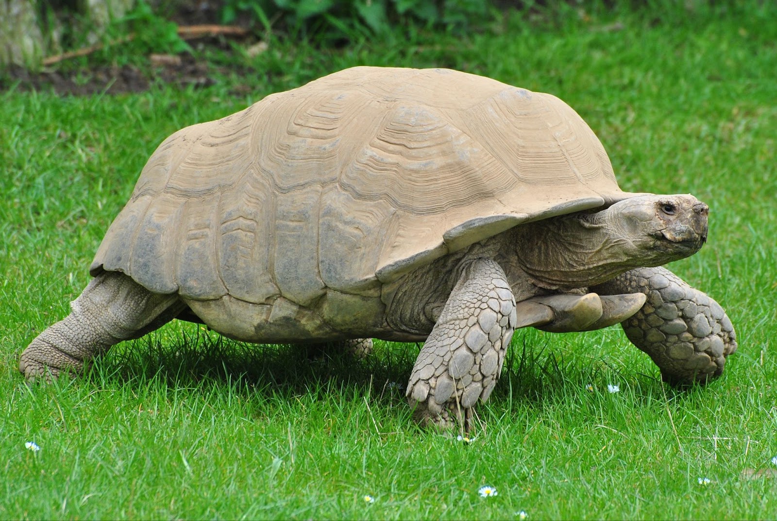 Can Tortoises Eat Cantaloupe