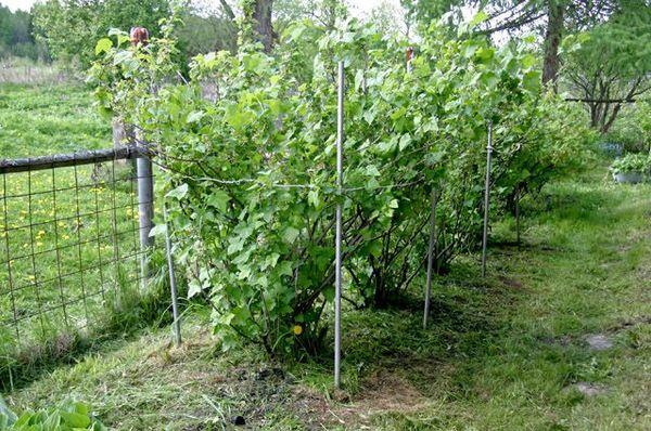 Смородина черная Дачница. Плодовые кустарники (смородина, крыжовник, жимолость). Плодовые кустарники смородина. Смородина на шпалере. Смородина дачница описание