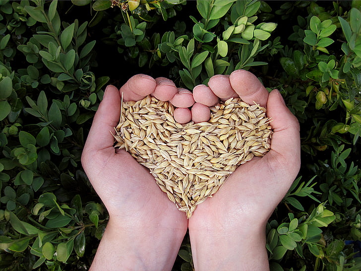 Seeds being held in hands