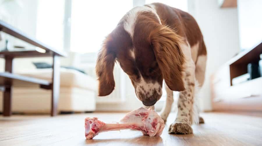 Dog Looking at Steak Bone