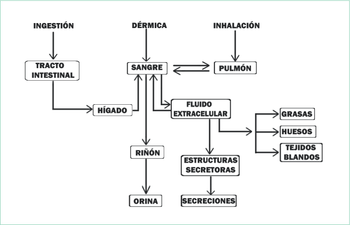 Posibles rutas de penetración de algunos compuestos tóxicos y su distribución en un organismo (modificado de Bello et al., 2001).