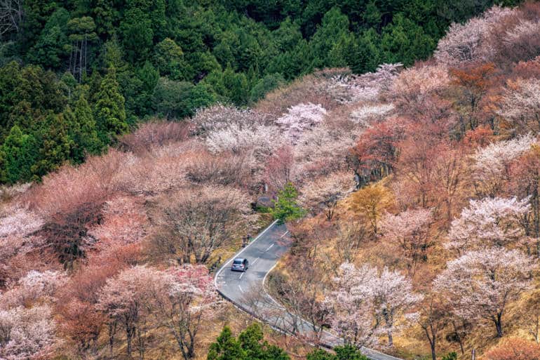 công viên quốc gia Nhật Bản - đường núi sakura