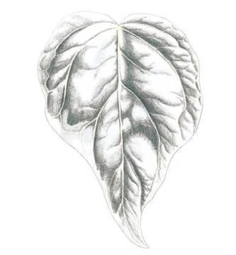 D:\0 wd yedek\acr yedek\1 film indirme\botanicheskaya_illyustraciya2_files\image127.jpg