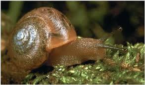 Image result for photos of Molluscus