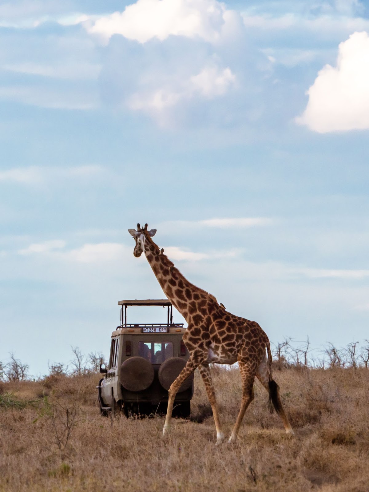 A Trip to Africa is not a glorified zoo experience. 