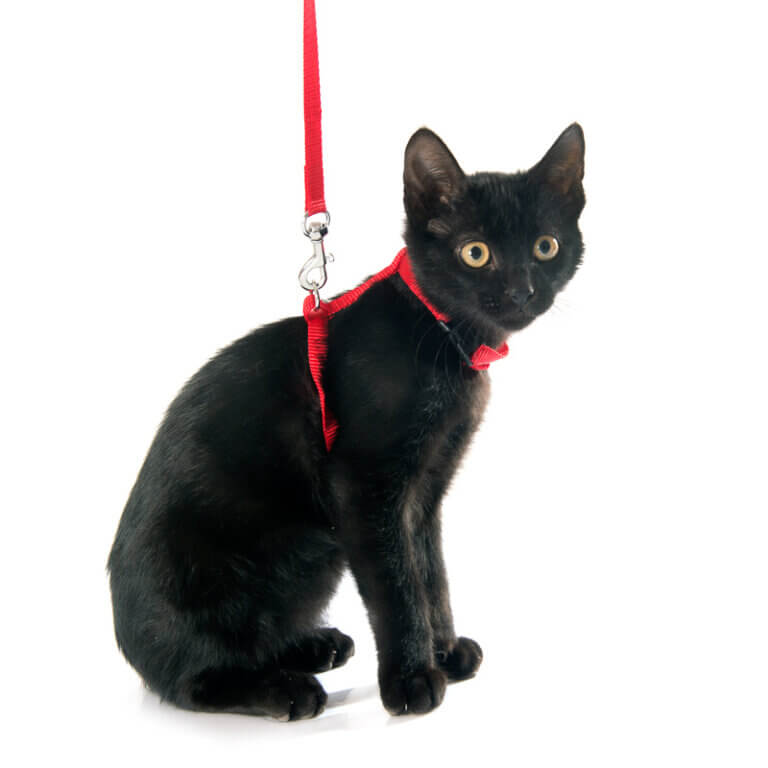Cat Harness
