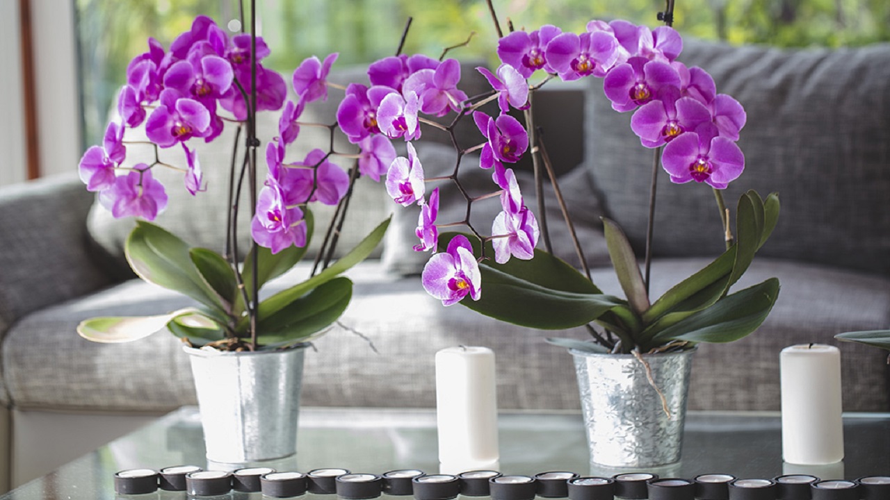 Move Your Orchid To A Cooler Location