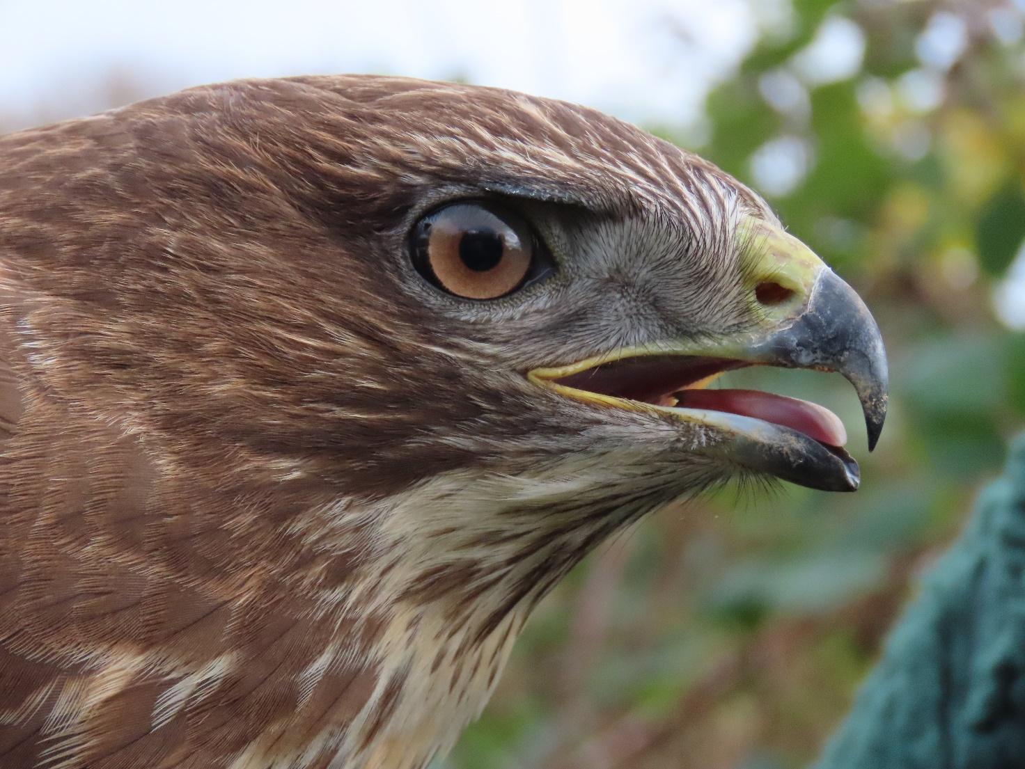 A brown bird with its mouth open

Description automatically generated with medium confidence