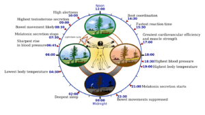 circadian rhythm lighting