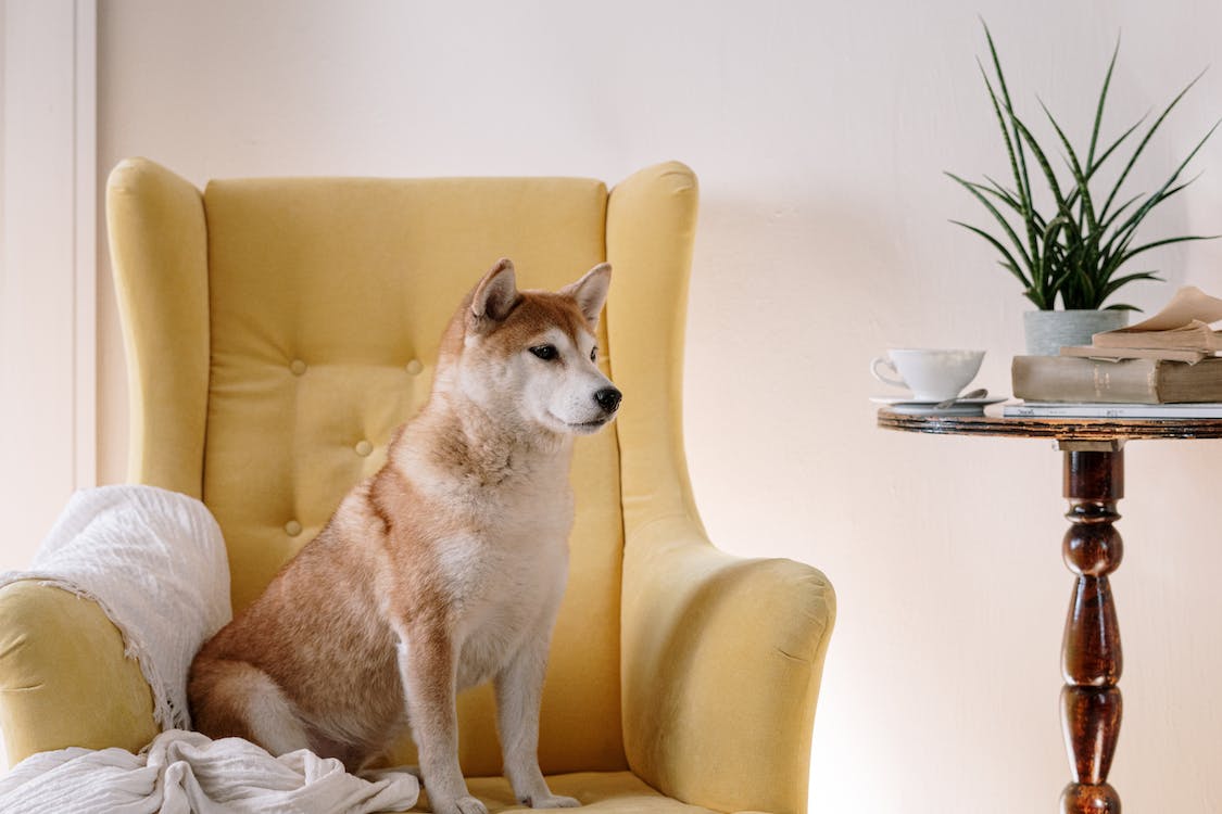 Apollo sitting on a yellow armchair 