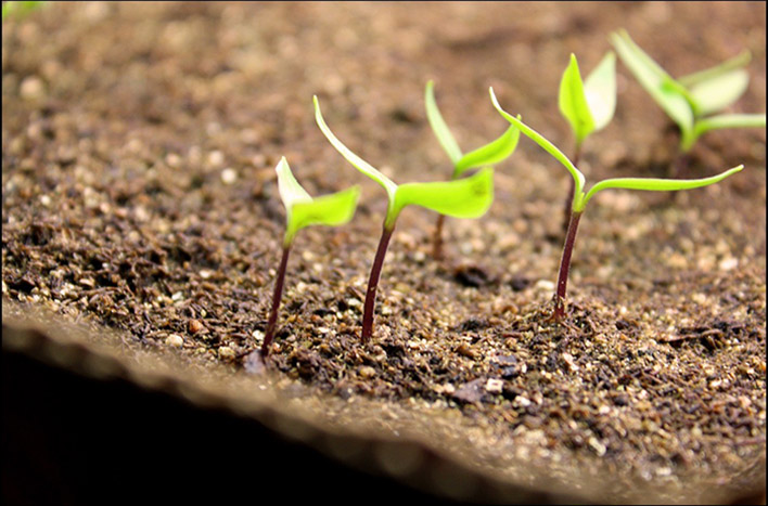 Keep seeds in the dark to germinate properly