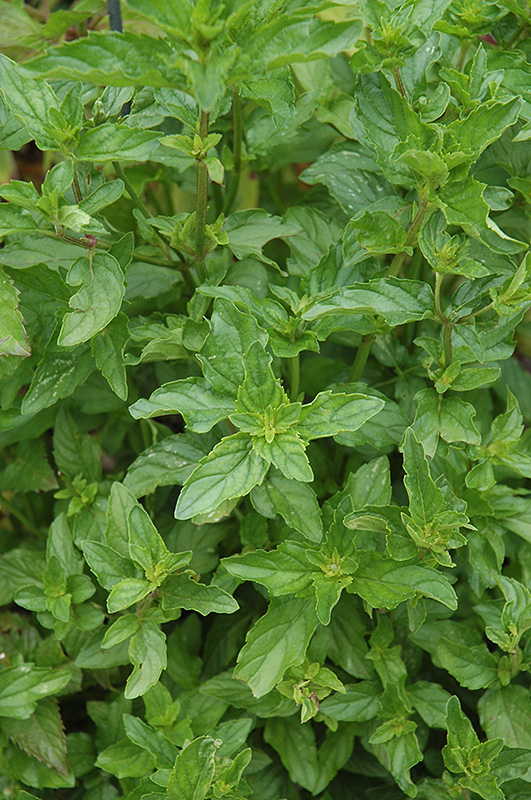 Margarita Mint