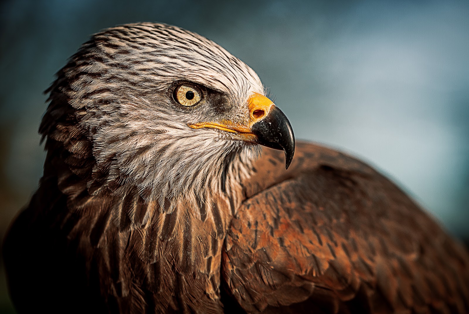 Close-up of a bird of prey from a profile view
