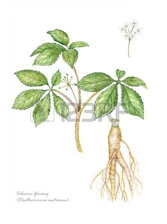 Siberian Ginseng with detail of flower and root Stock Photo - 15255016