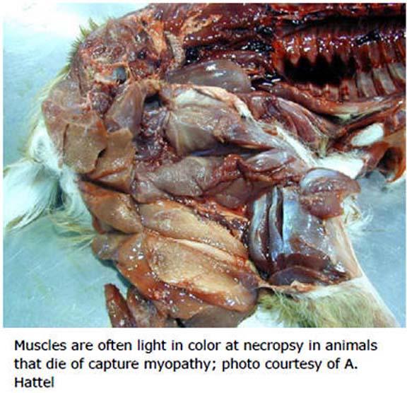 Capture Myopathy in Antelope 2.jpg