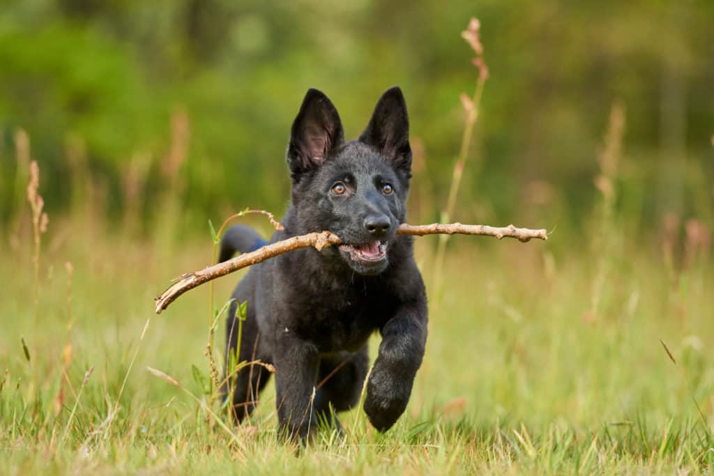 cachorro GSD negro con bastón
