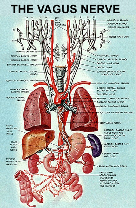 The Vagus Nerve - Core Piece of the Autism Puzzle - Part 1 - What is