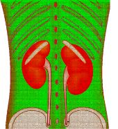 kidney in human body