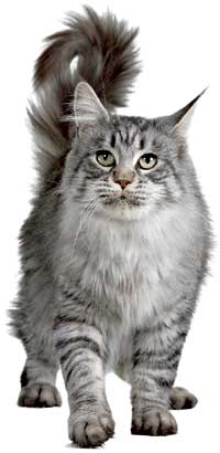 The Maine Coon is predisposed to primary hypertrophic cardiomyopathy