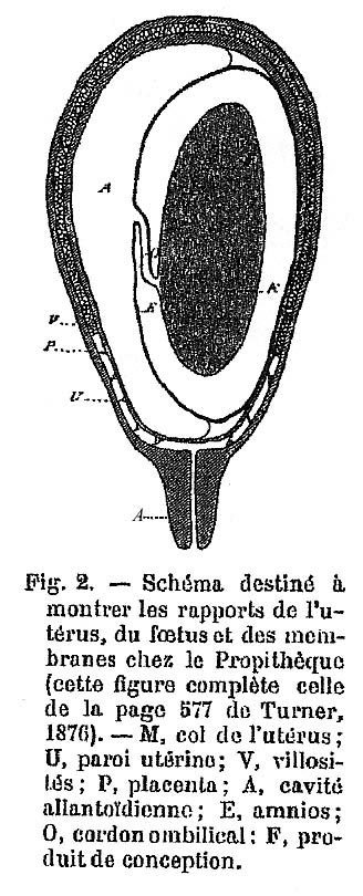 The original diagram from the description by Anthony (1908).