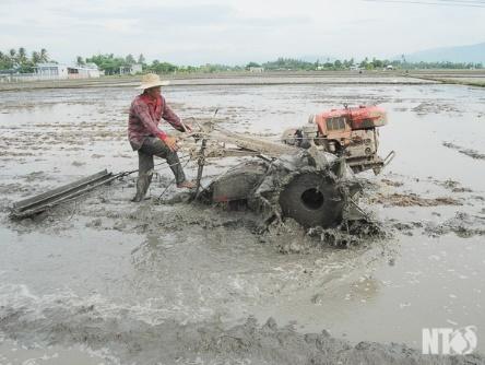 NTO - Thực hiện đồng bộ các giải pháp sản xuất vụ mùa