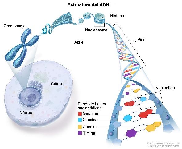 Definición de gen - Diccionario de cáncer del NCI - Instituto Nacional del  Cáncer