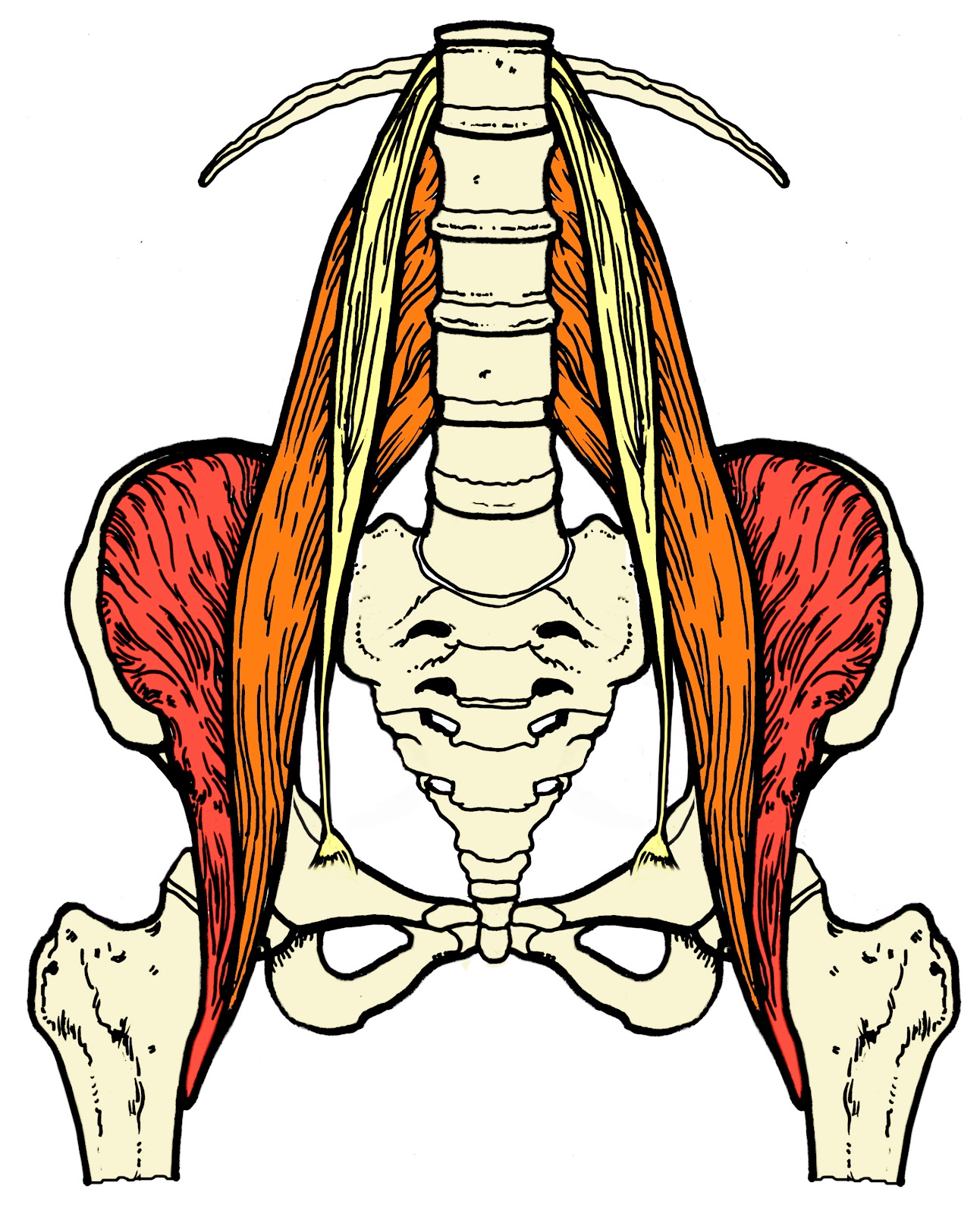 Поясница большой. PSOAS Major мышца. Подвздошно-поясничная мышца анатомия. Musculus PSOAS Major, большая поясничная мышца. Подвздошно-поясничная мышца, m. Iliopsoas.