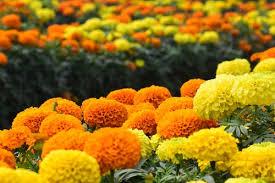 A picture containing flower, plant, marigold, different

Description automatically generated