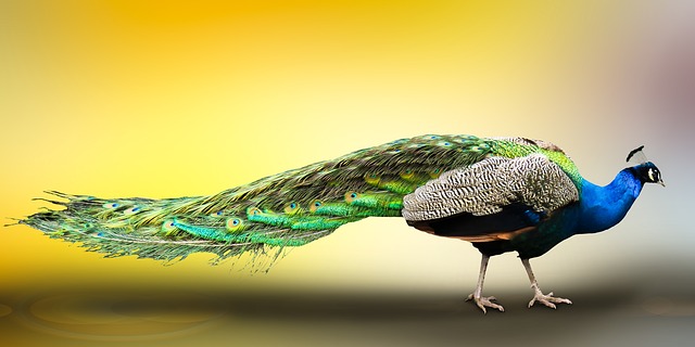 National bird of india