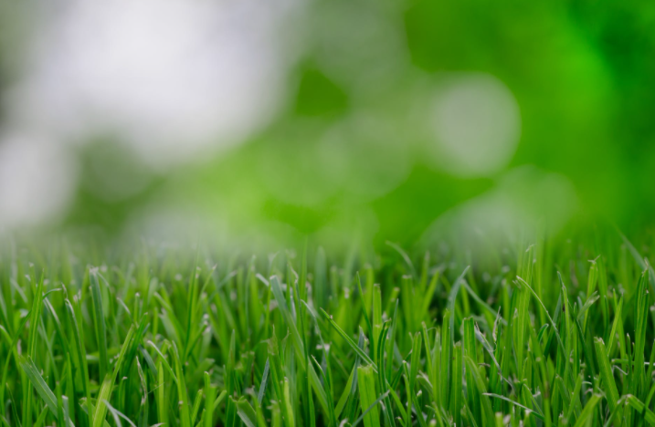 green grass zoomed in