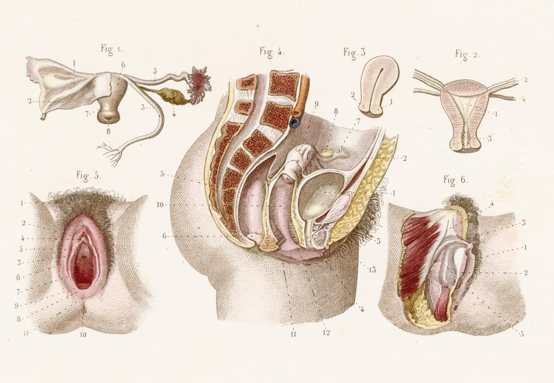 illustration of female genitalia