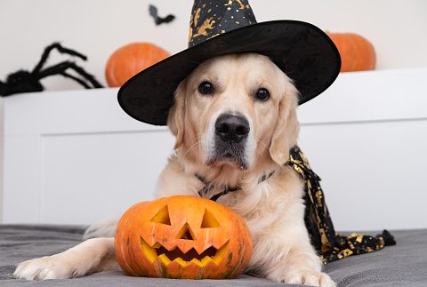 safe halloween | curious pets | lit pumpkin | halloween party