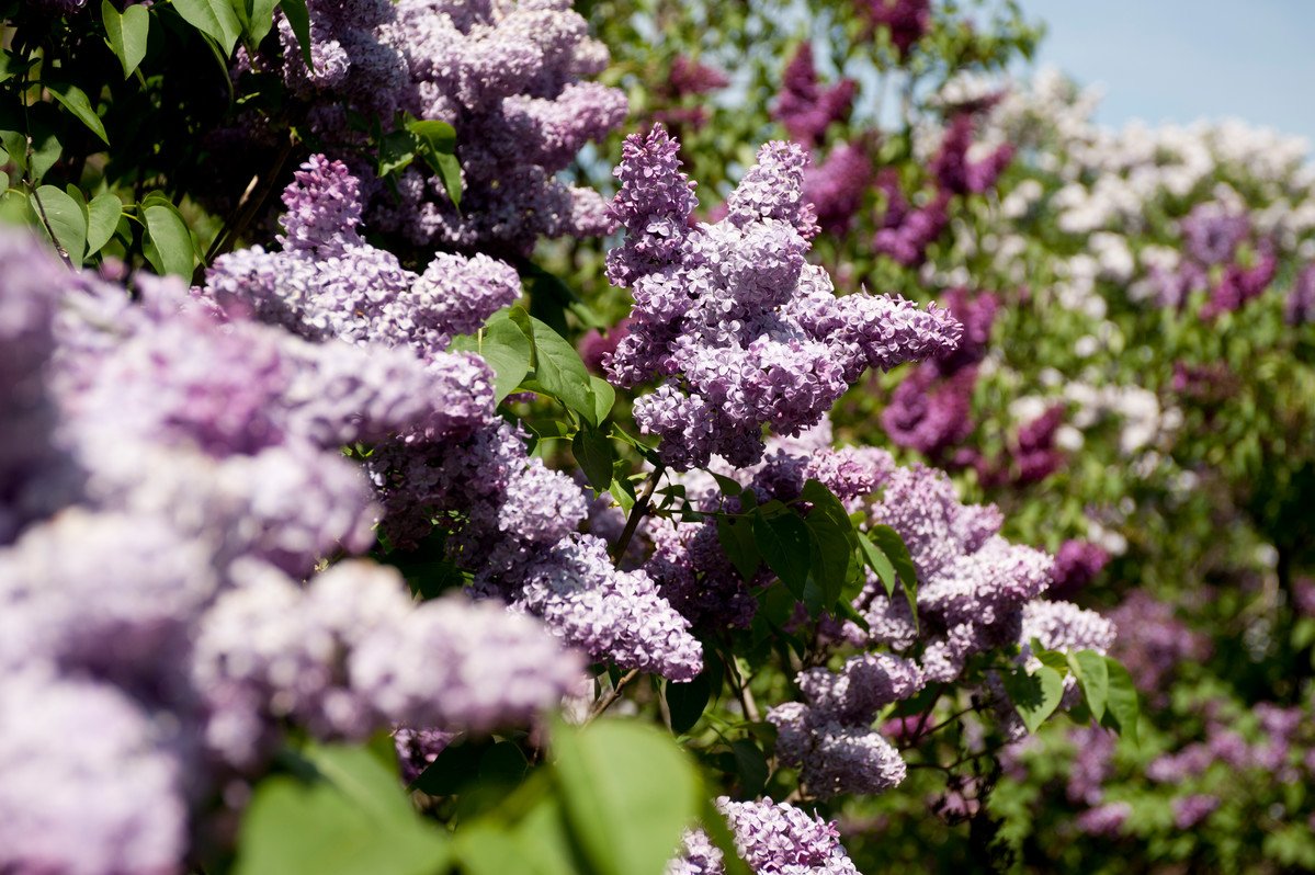 Lilacs in bloom at the New York Botanical Garden.