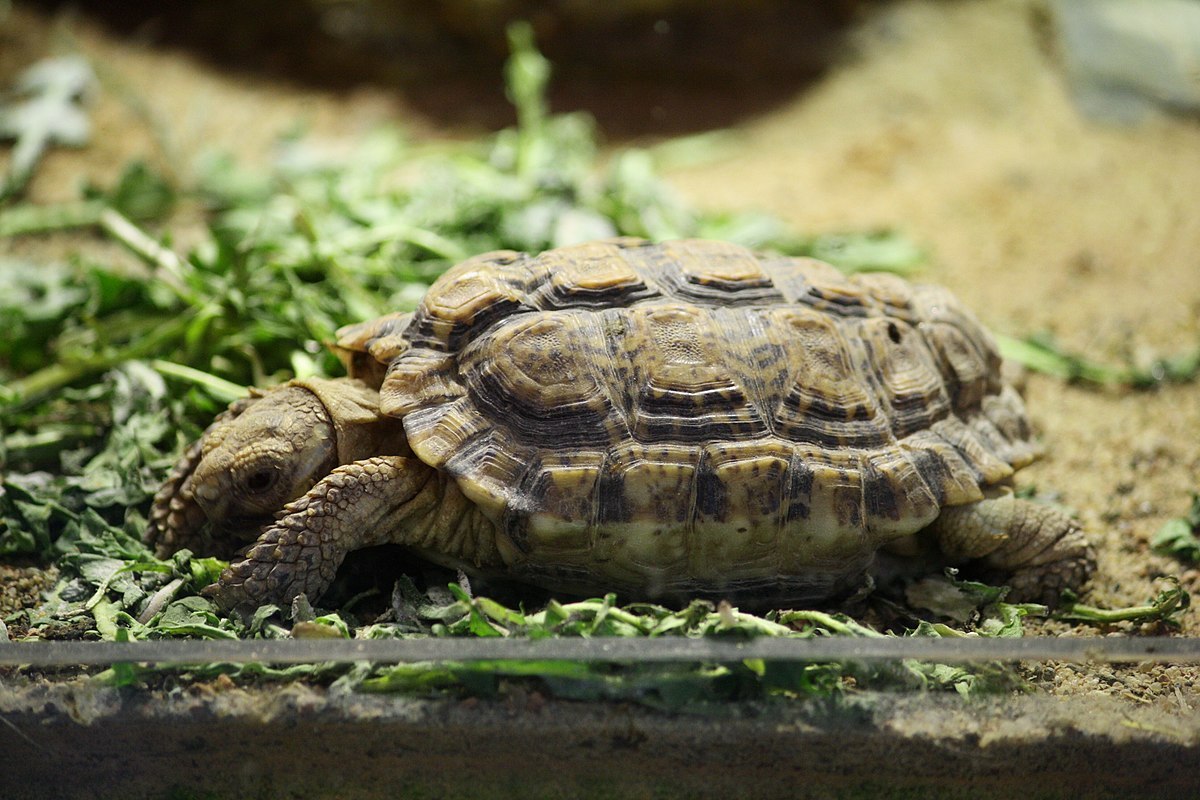 Can Tortoises Eat Cabbage