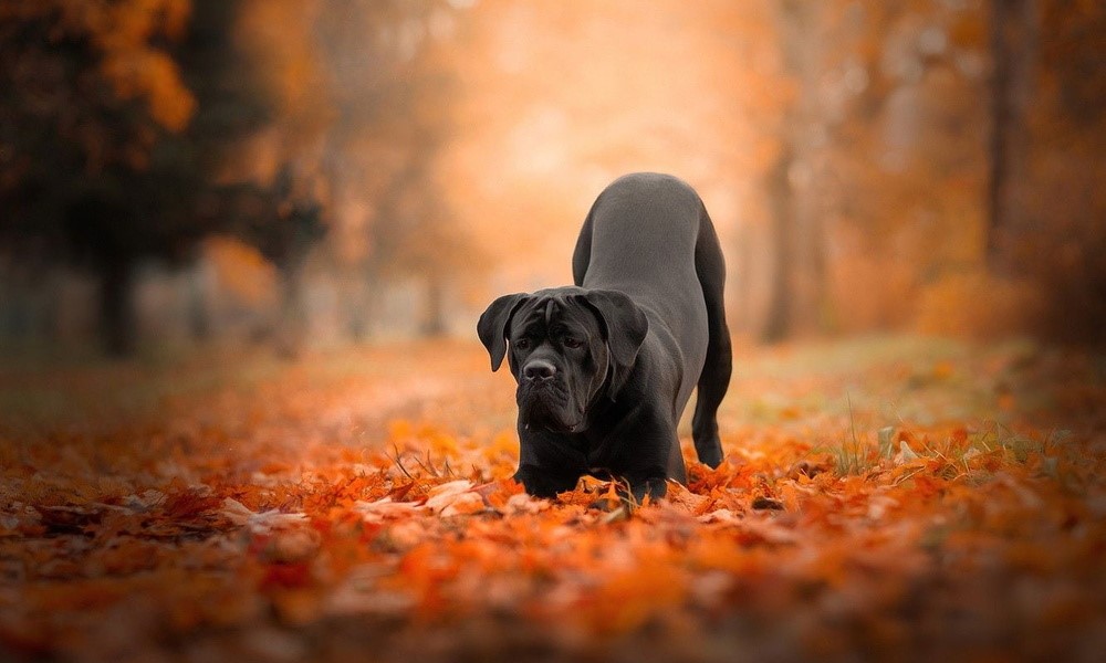 black cane corso dog in leaves with bum up