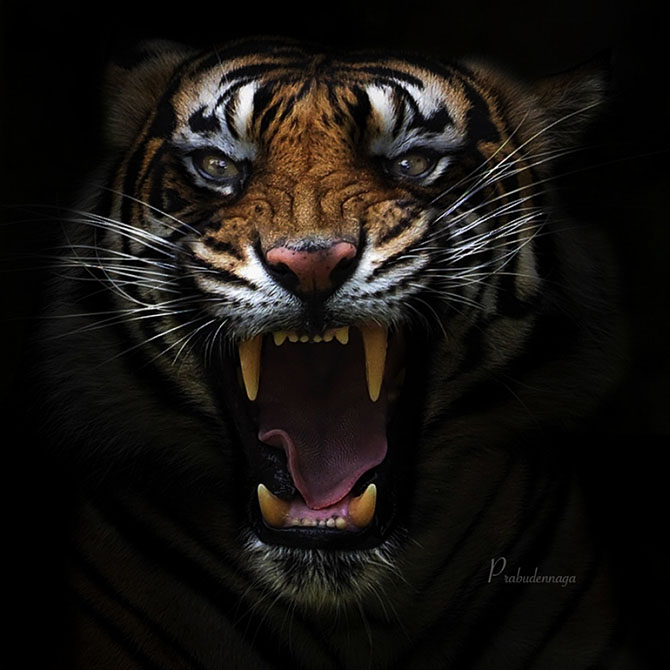 Tigre.