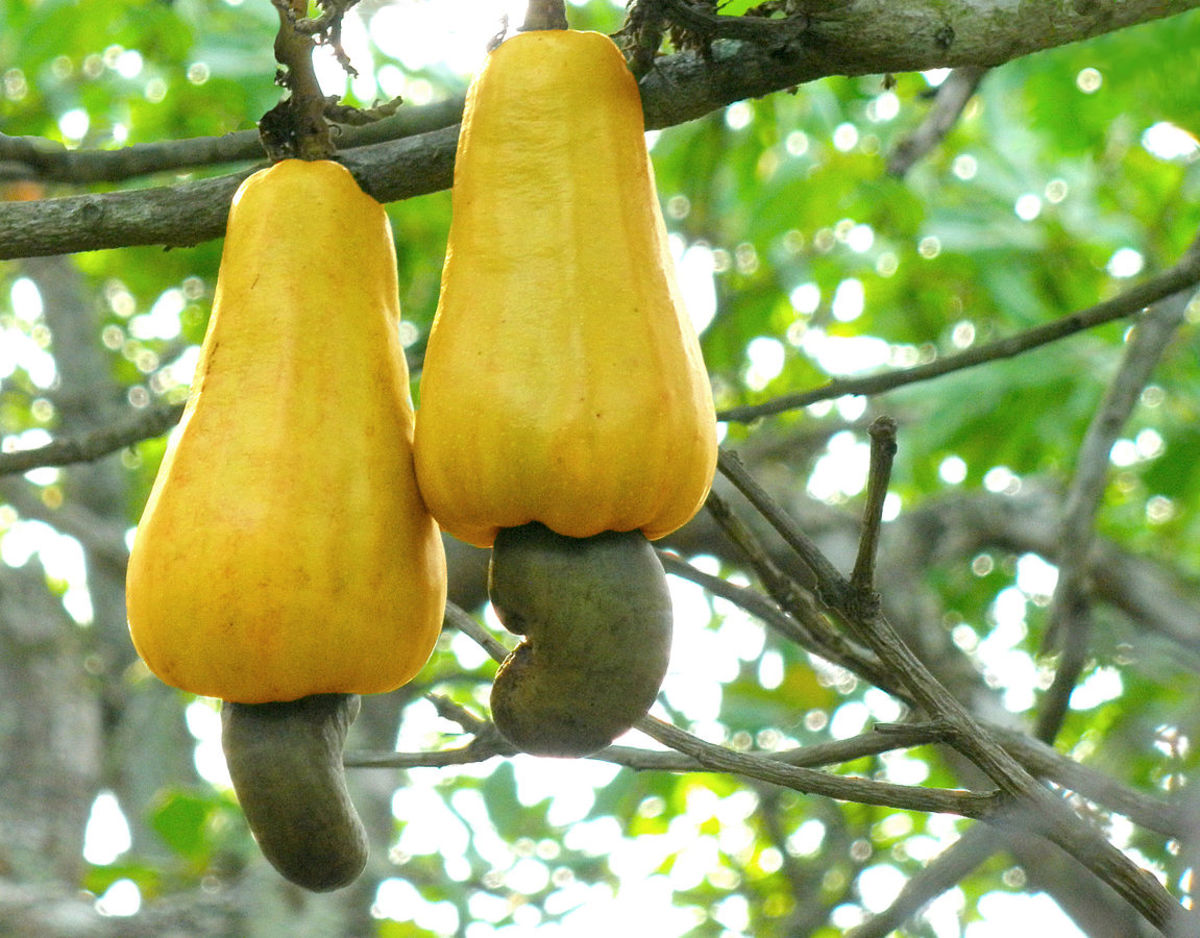 فاكهة الكاجو