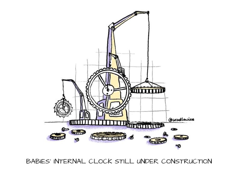 The master clock inside a baby’s brain is under construction