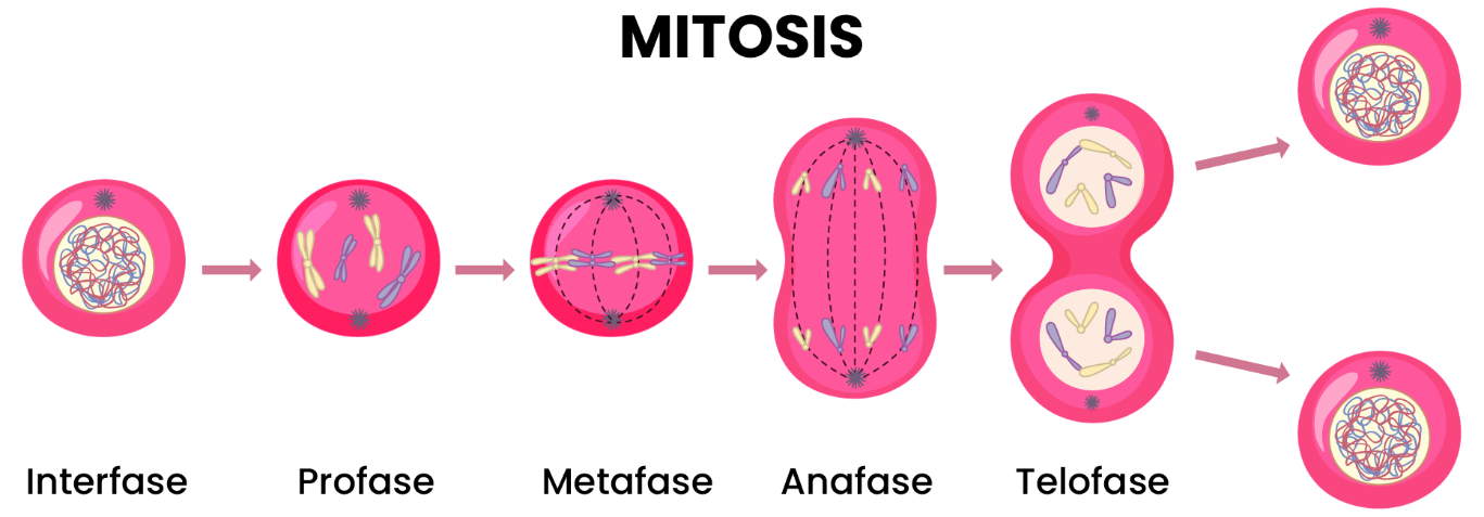 pembelahan sel secara mitosis