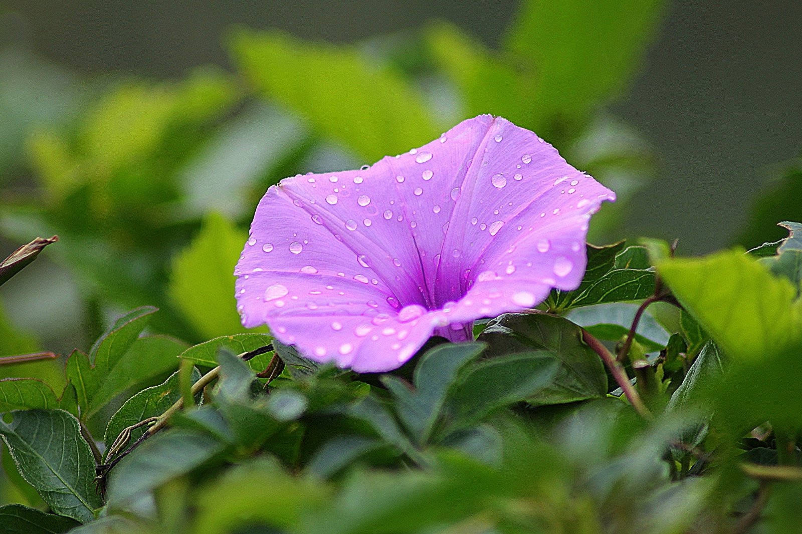 photo of a purple flower with water droplets