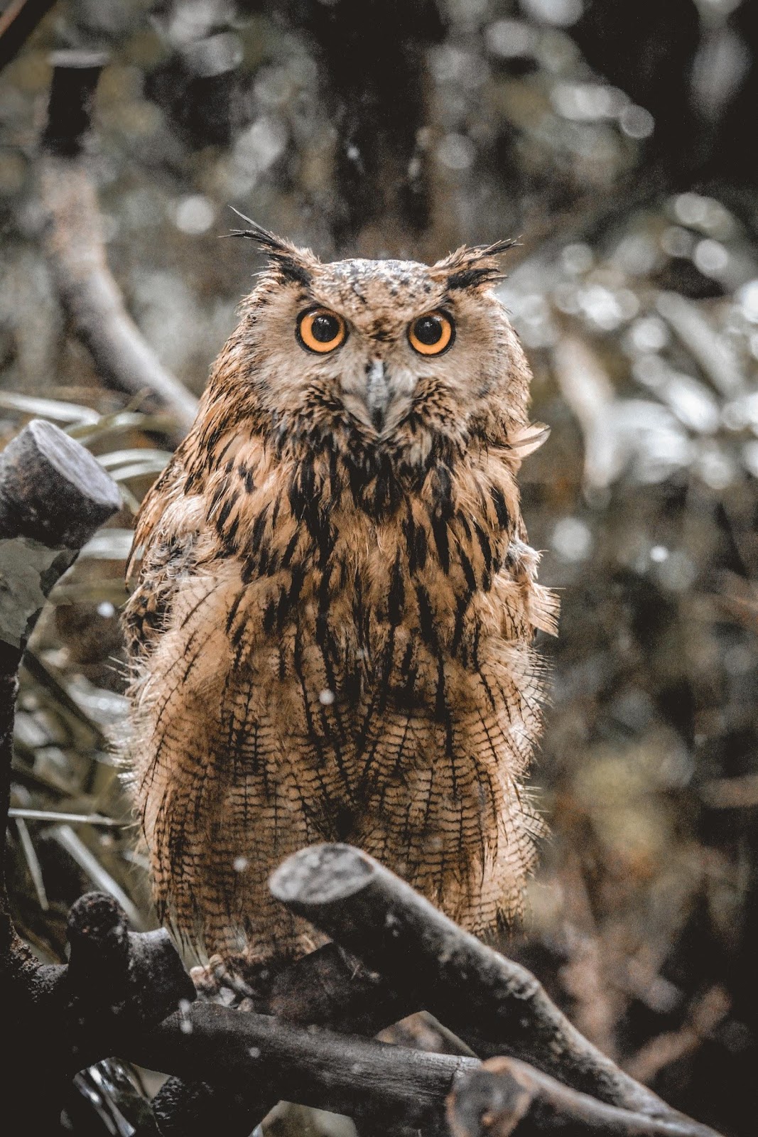 owl bird portrait